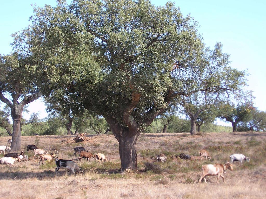 Casa Rural Sierra San Mamede La Codosera Esterno foto